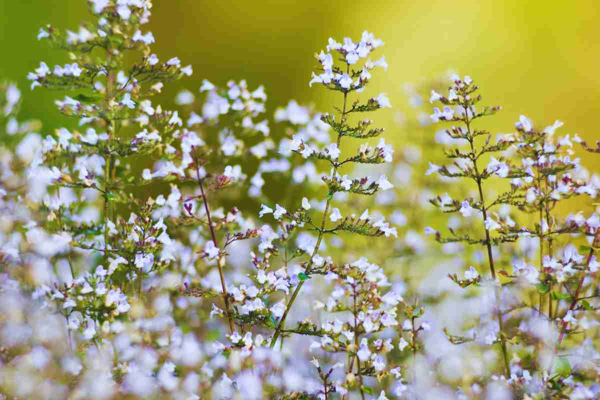 nepeta, la pianta perenne di moda